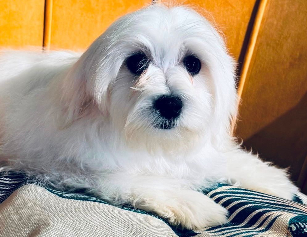 des Merveilles D'Oceane - Chiot disponible  - Bichon maltais