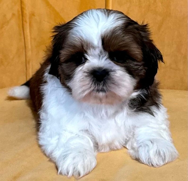 des Merveilles D'Oceane - Chiot disponible  - Shih Tzu