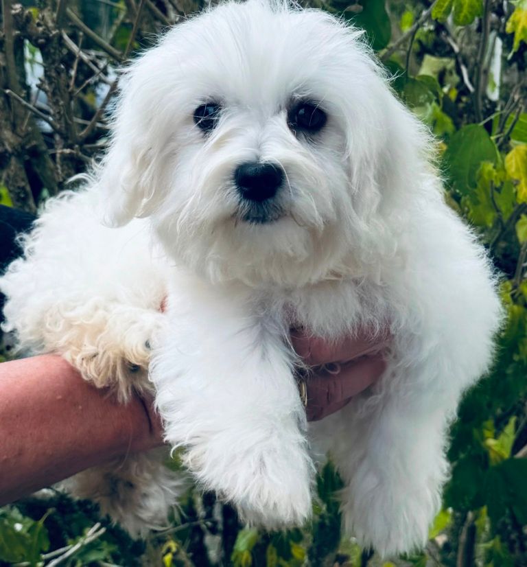 des Merveilles D'Oceane - Chiot disponible  - Bichon maltais