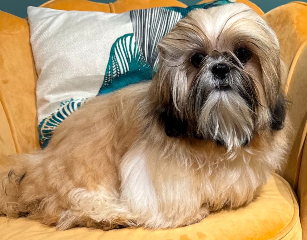 des Merveilles D'Oceane - Chiot disponible  - Shih Tzu