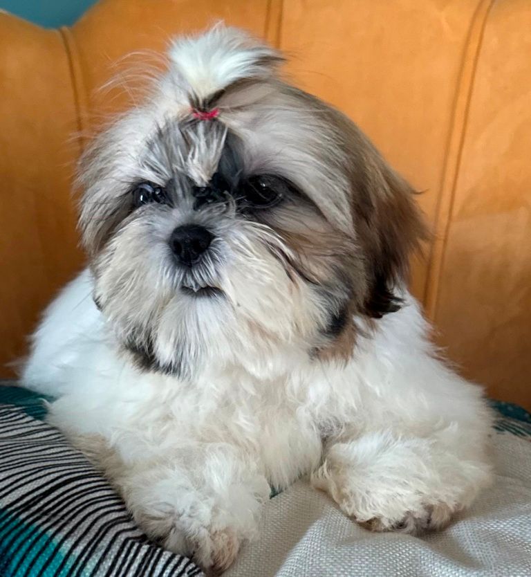 des Merveilles D'Oceane - Chiot disponible  - Shih Tzu