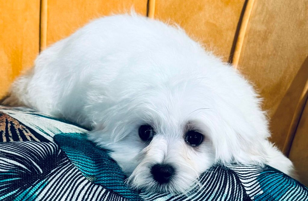 des Merveilles D'Oceane - Chiot disponible  - Bichon maltais