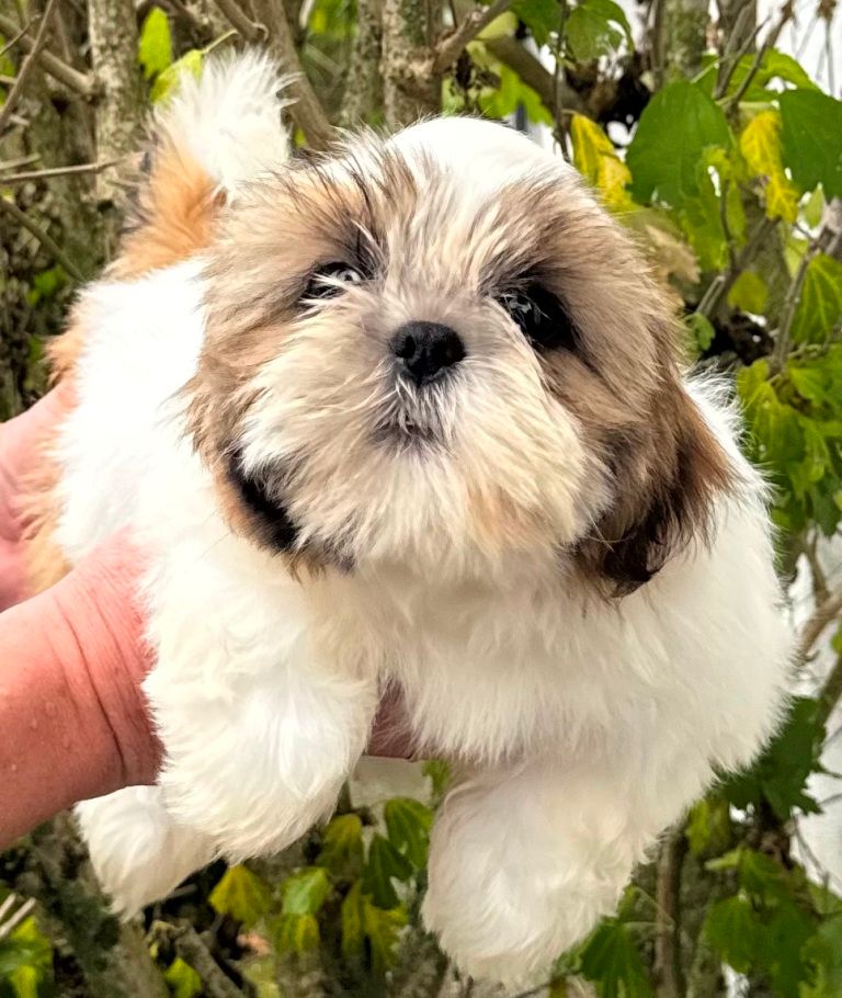 des Merveilles D'Oceane - Chiot disponible  - Shih Tzu