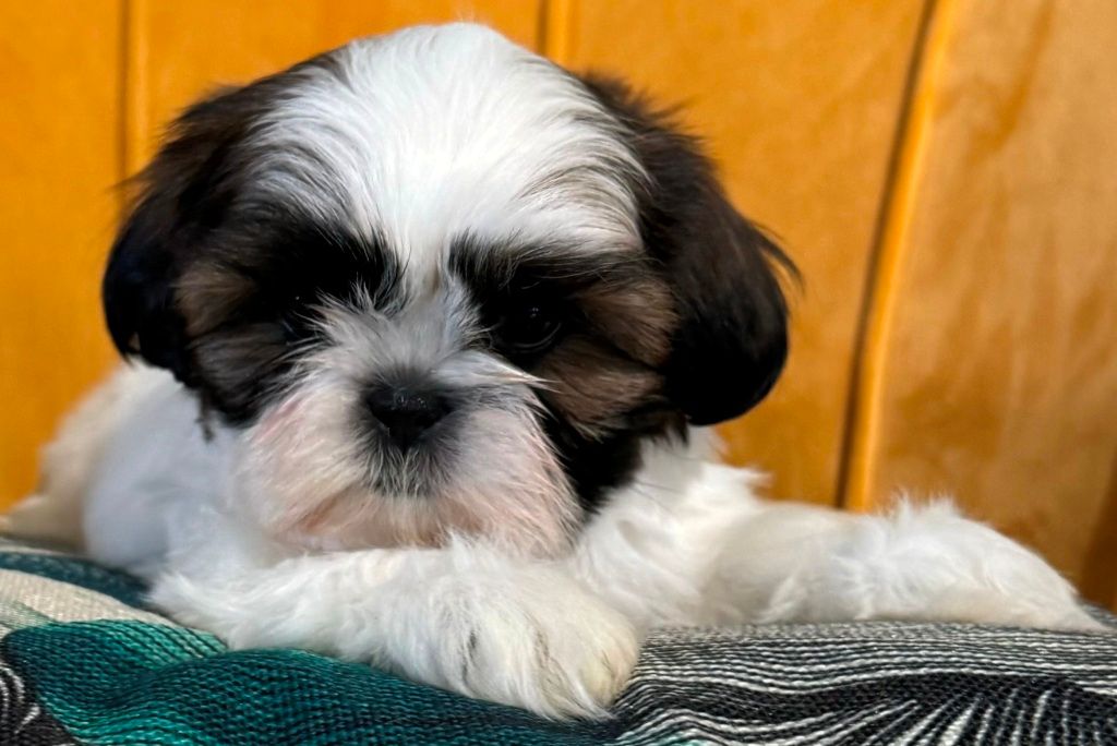 des Merveilles D'Oceane - Chiot disponible  - Shih Tzu