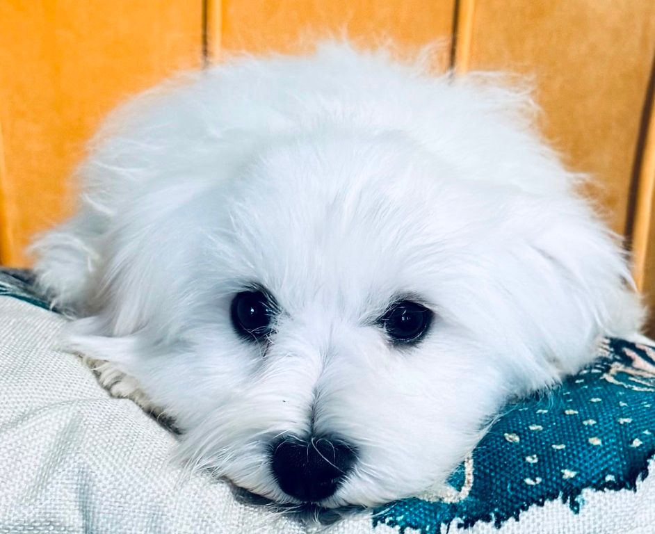 des Merveilles D'Oceane - Chiot disponible  - Bichon maltais