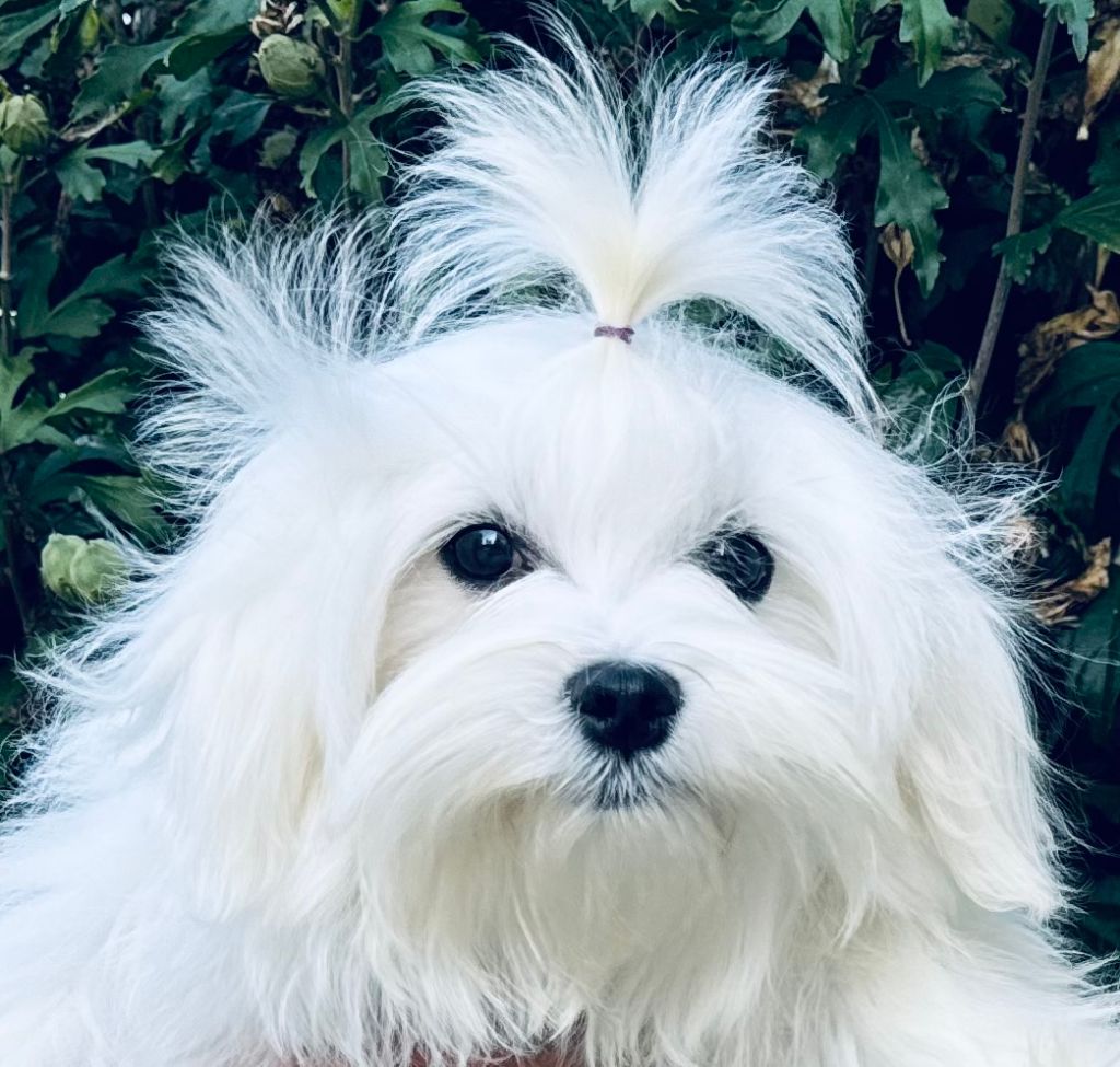 des Merveilles D'Oceane - Chiot disponible  - Bichon maltais