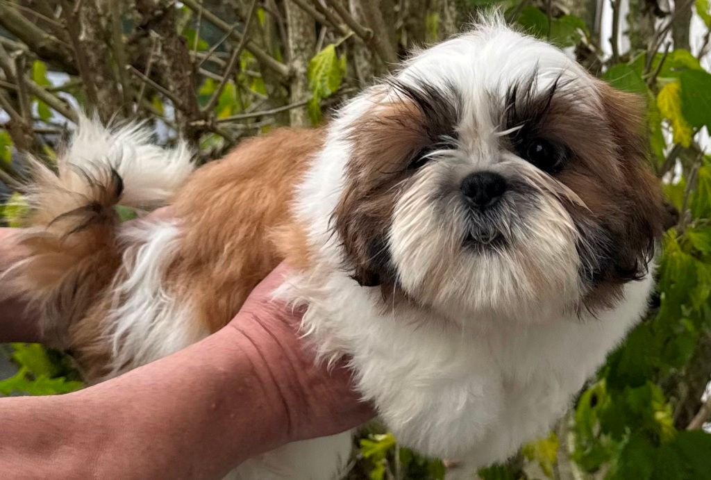 des Merveilles D'Oceane - Chiot disponible  - Shih Tzu