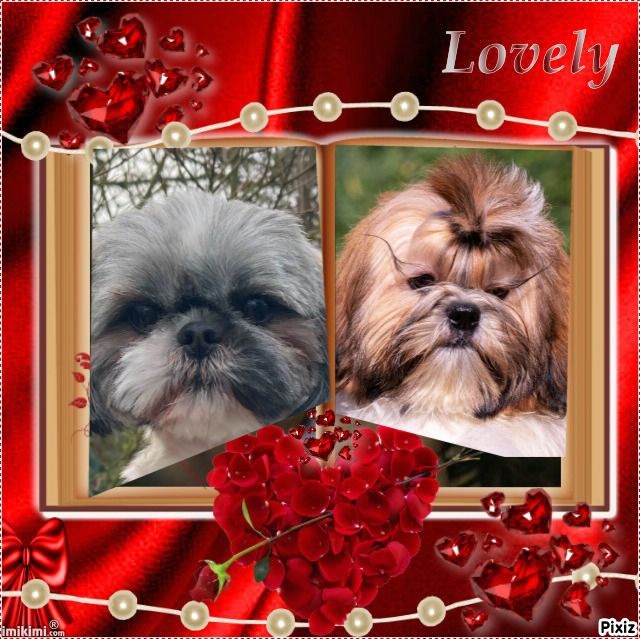 chiot Shih Tzu des Merveilles D'Oceane