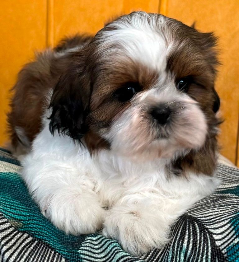 des Merveilles D'Oceane - Chiot disponible  - Shih Tzu