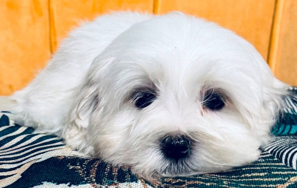 des Merveilles D'Oceane - Chiot disponible  - Bichon maltais