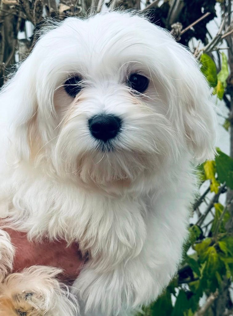 des Merveilles D'Oceane - Chiot disponible  - Bichon maltais