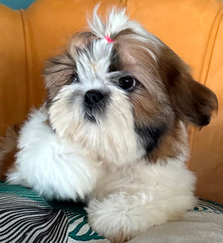 des Merveilles D'Oceane - Chiot disponible  - Shih Tzu