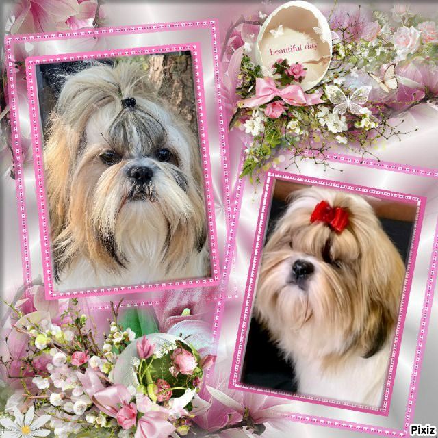 chiot Shih Tzu des Merveilles D'Oceane