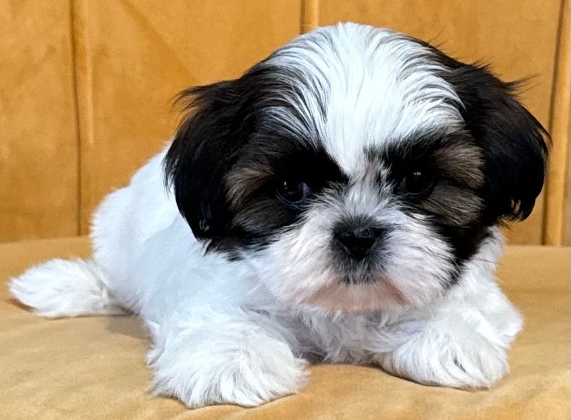 des Merveilles D'Oceane - Chiot disponible  - Shih Tzu