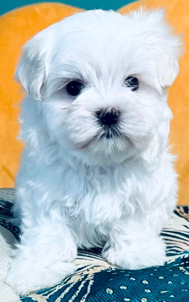 des Merveilles D'Oceane - Chiot disponible  - Bichon maltais