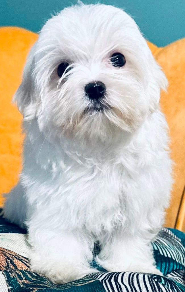 des Merveilles D'Oceane - Chiot disponible  - Bichon maltais