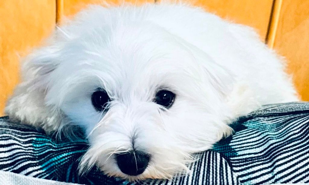 des Merveilles D'Oceane - Chiot disponible  - Bichon maltais