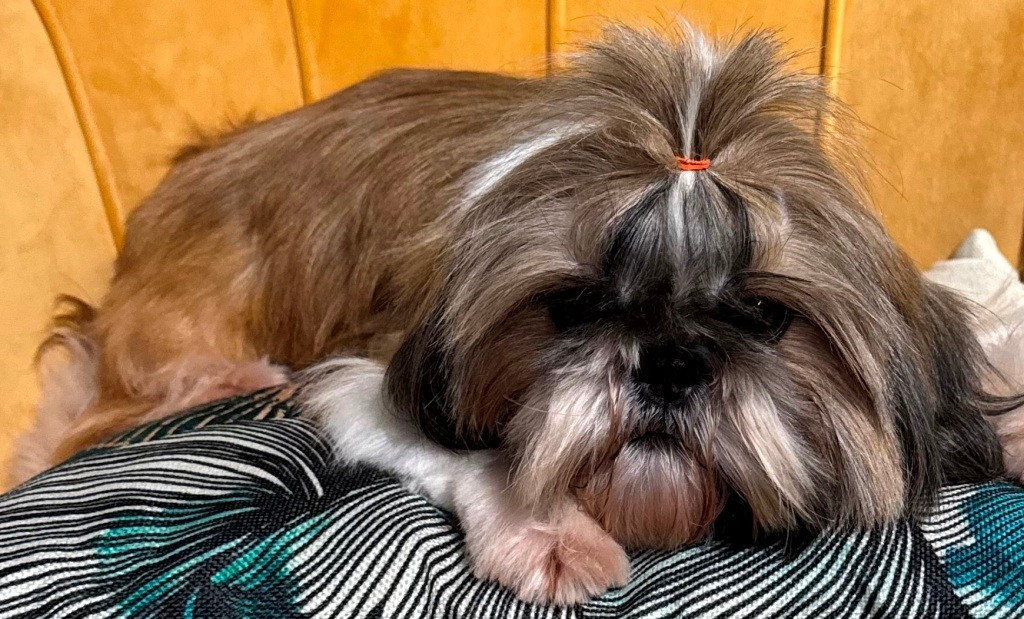 Shalimar Fatal Beauty des Merveilles d'Océane des Merveilles D'Oceane