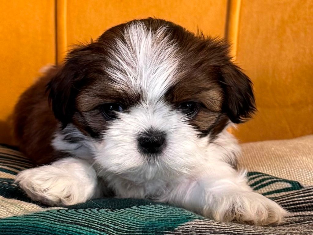 des Merveilles D'Oceane - Chiots disponibles - Shih Tzu