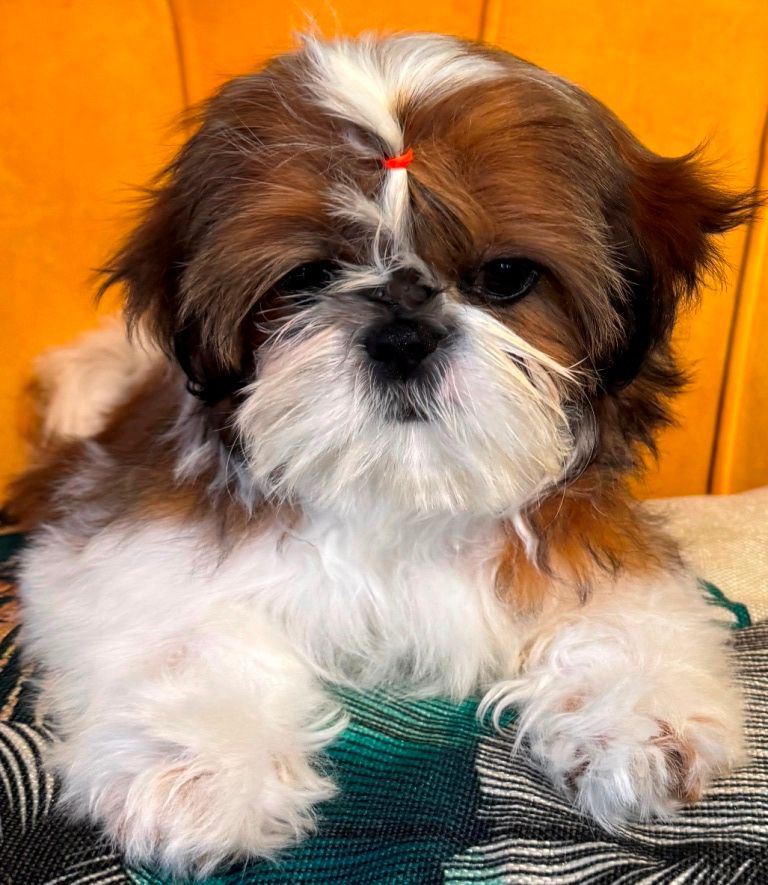 des Merveilles D'Oceane - Chiots disponibles - Shih Tzu