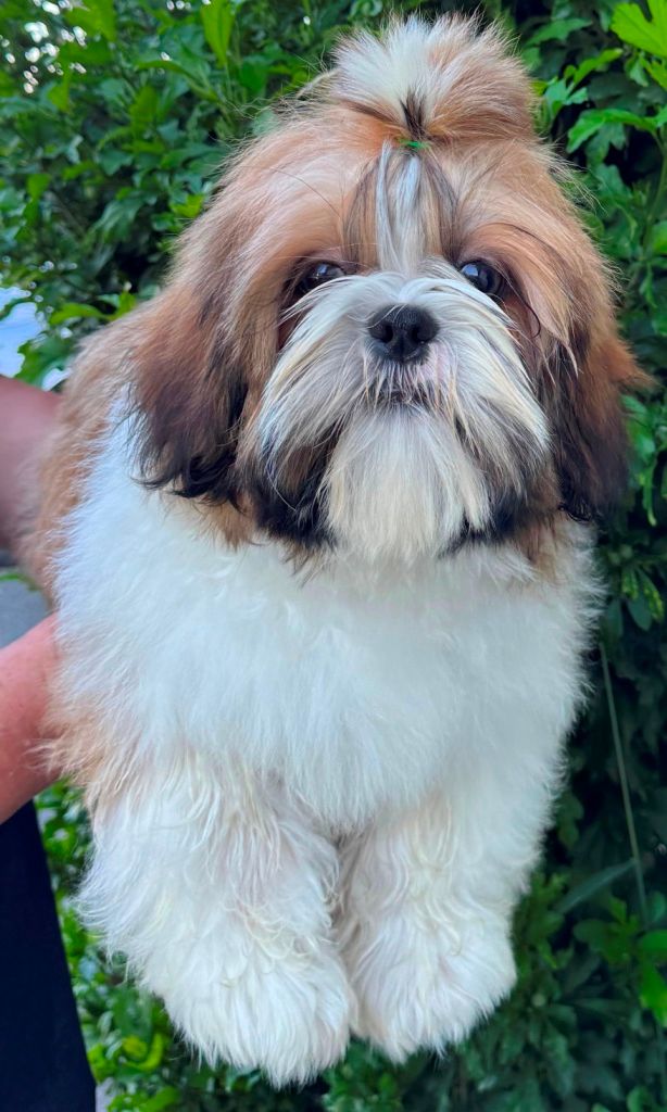 des Merveilles D'Oceane - Chiots disponibles - Shih Tzu