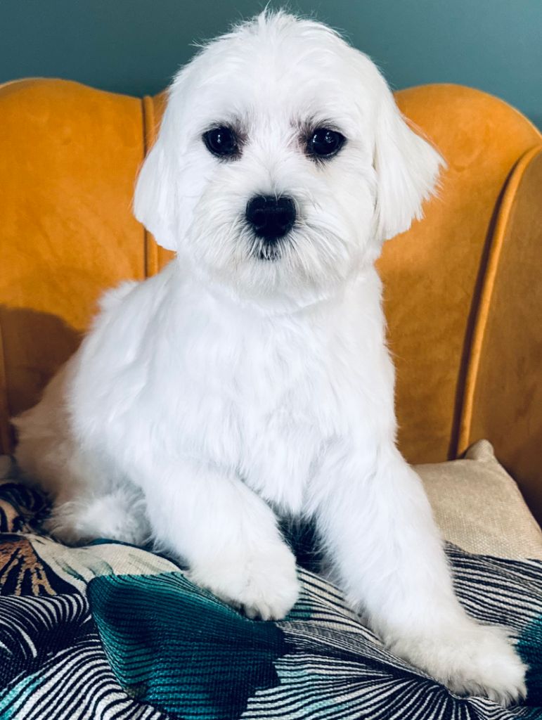 des Merveilles D'Oceane - Chiots disponibles - Bichon maltais
