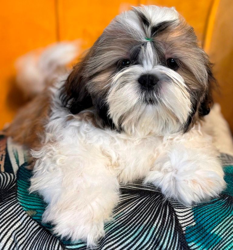 des Merveilles D'Oceane - Chiots disponibles - Shih Tzu