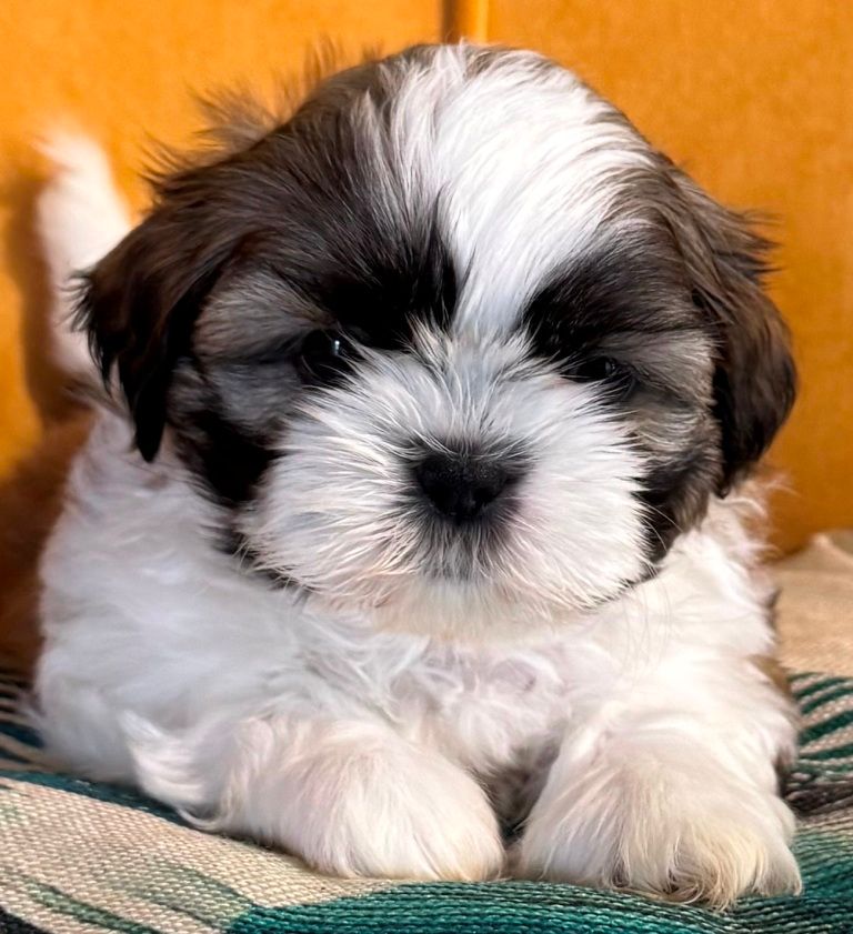 des Merveilles D'Oceane - Chiots disponibles - Shih Tzu