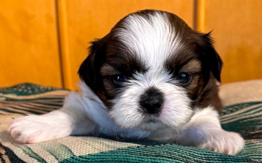 des Merveilles D'Oceane - Chiots disponibles - Shih Tzu