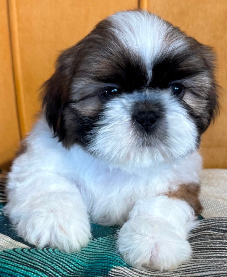 des Merveilles D'Oceane - Chiots disponibles - Shih Tzu