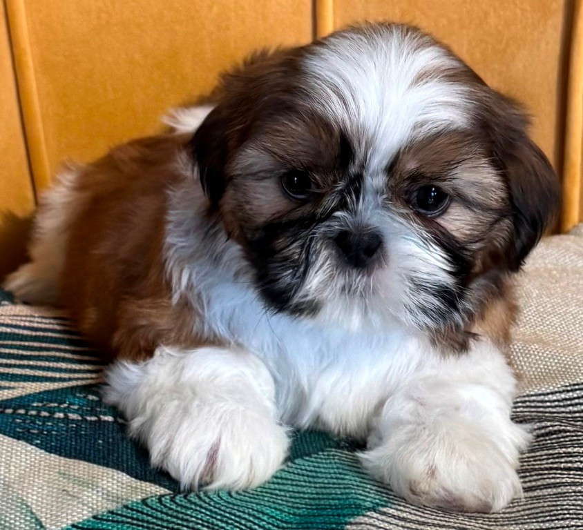 des Merveilles D'Oceane - Chiots disponibles - Shih Tzu