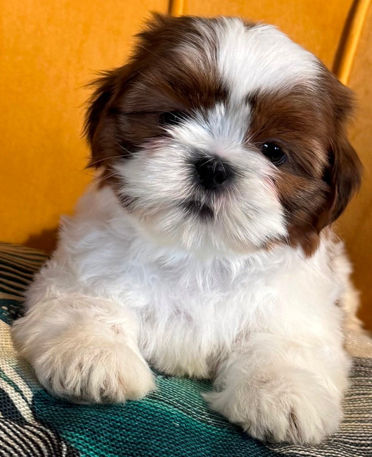 des Merveilles D'Oceane - Chiots disponibles - Shih Tzu