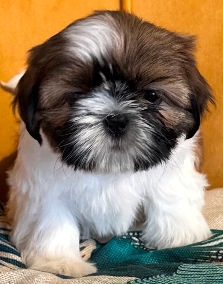 des Merveilles D'Oceane - Chiots disponibles - Shih Tzu