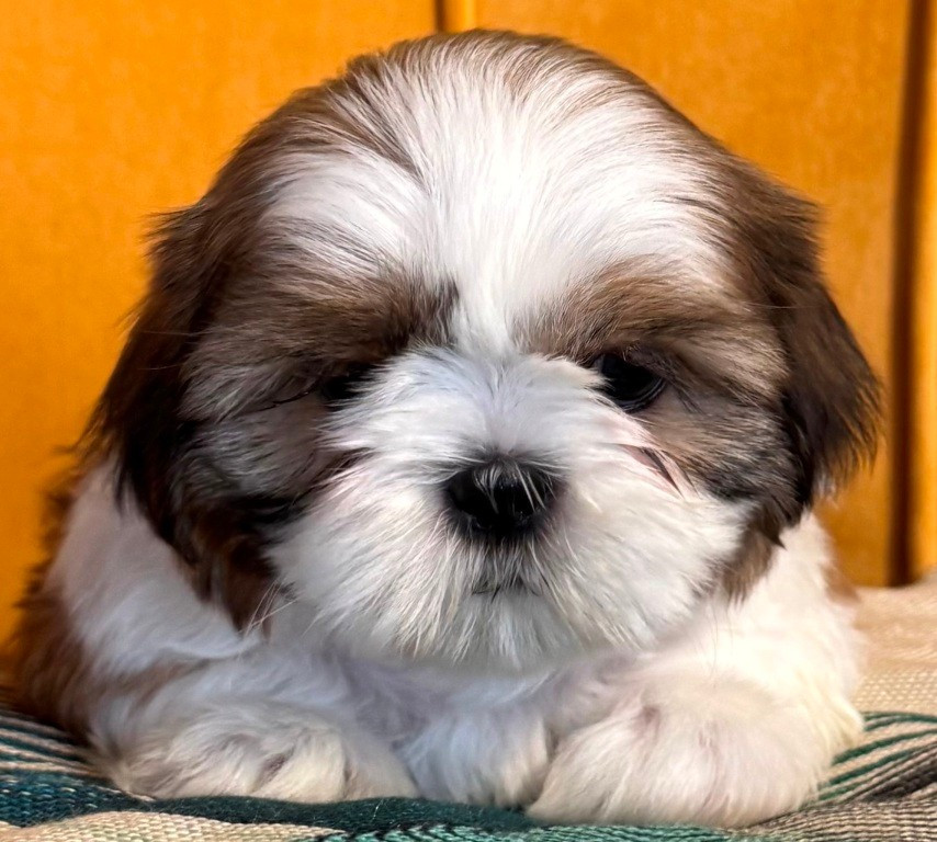 des Merveilles D'Oceane - Chiots disponibles - Shih Tzu