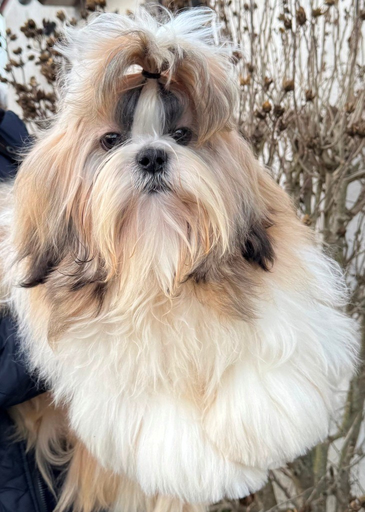 des Merveilles D'Oceane - Chiots disponibles - Shih Tzu