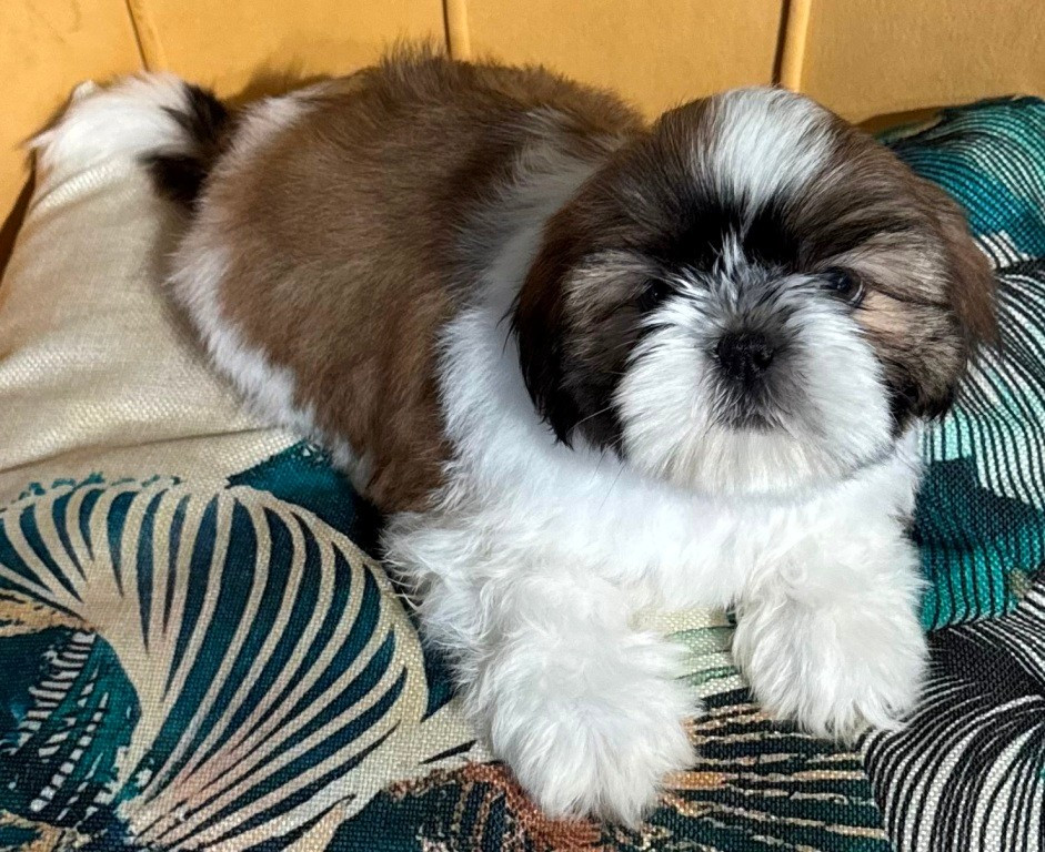 des Merveilles D'Oceane - Chiots disponibles - Shih Tzu