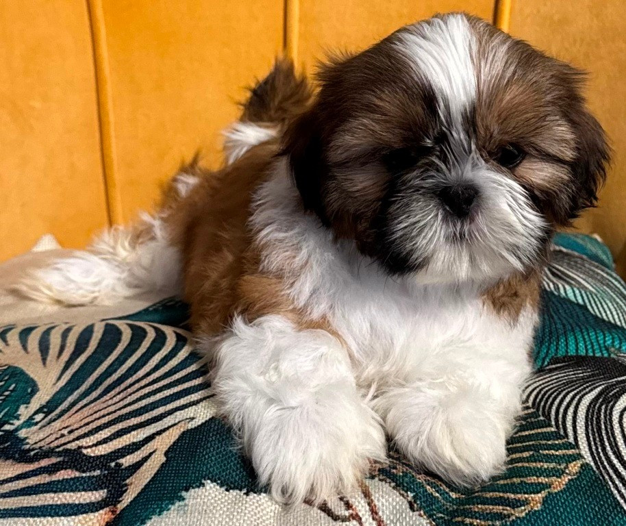 des Merveilles D'Oceane - Chiots disponibles - Shih Tzu