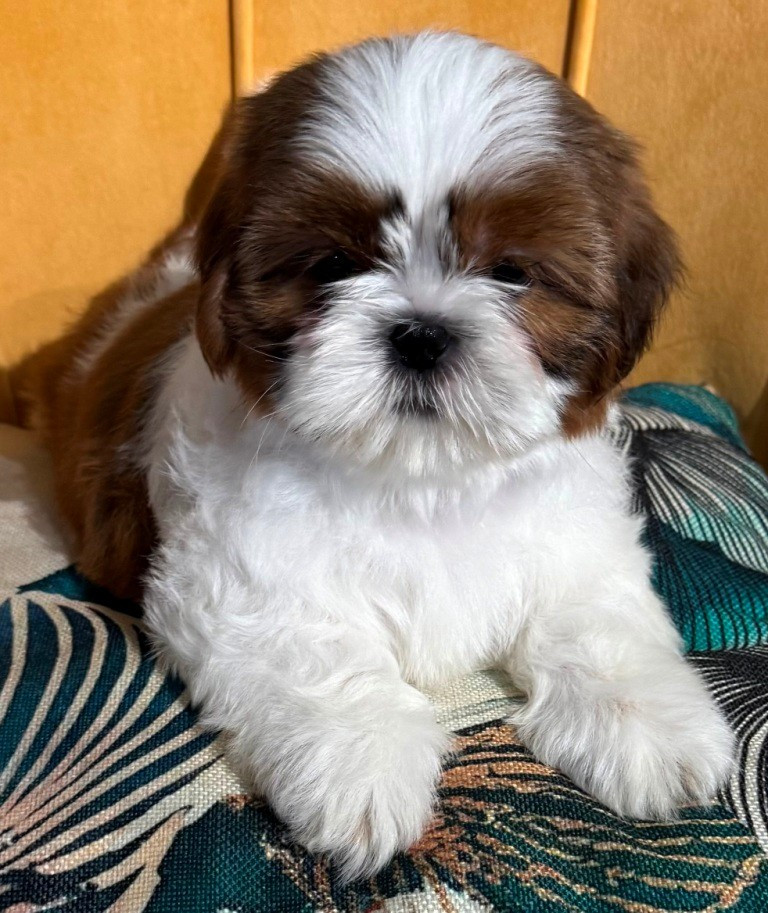 des Merveilles D'Oceane - Chiots disponibles - Shih Tzu
