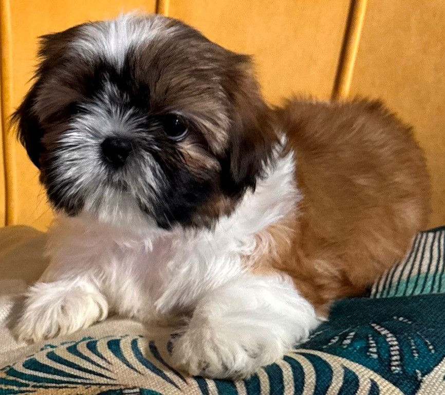 des Merveilles D'Oceane - Chiots disponibles - Shih Tzu