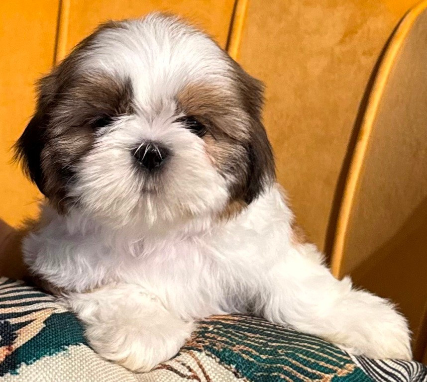 des Merveilles D'Oceane - Chiots disponibles - Shih Tzu
