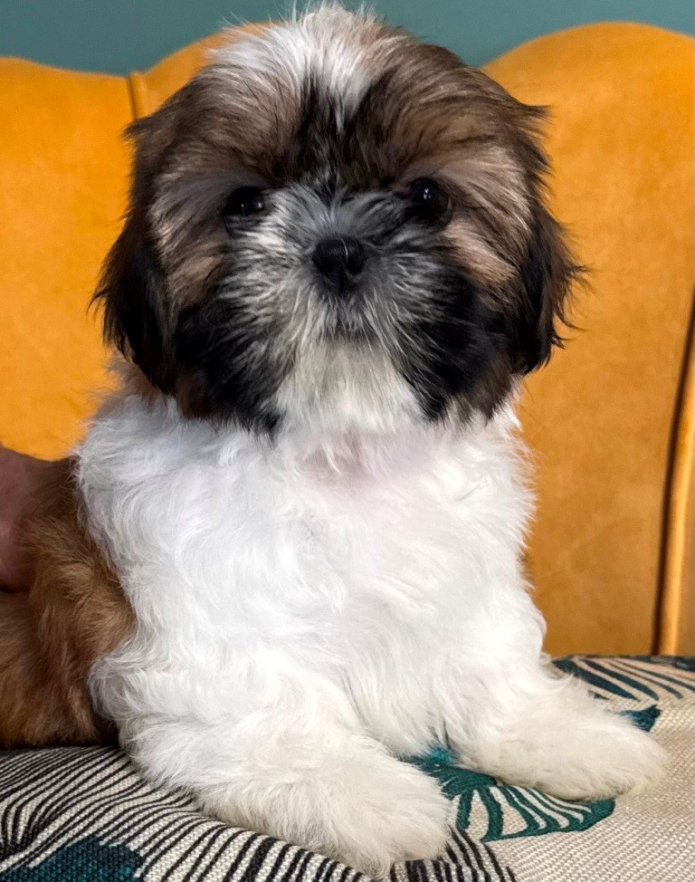 des Merveilles D'Oceane - Chiots disponibles - Shih Tzu