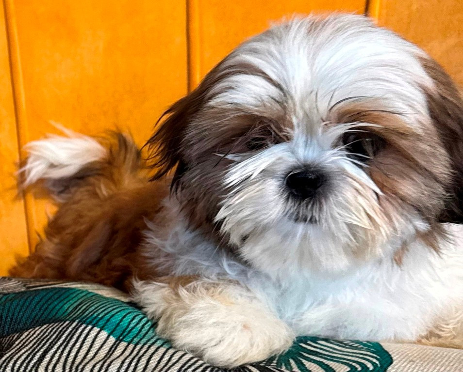 des Merveilles D'Oceane - Chiots disponibles - Shih Tzu