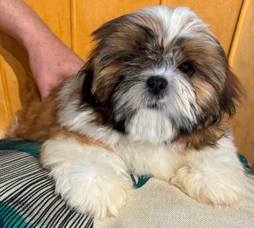 des Merveilles D'Oceane - Chiots disponibles - Shih Tzu