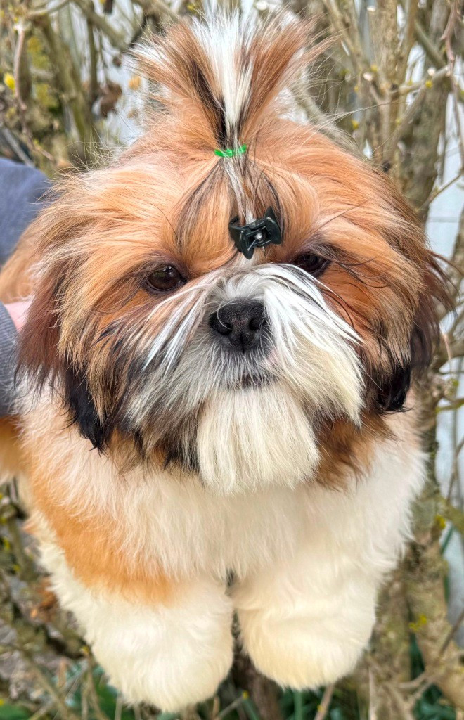 des Merveilles D'Oceane - Chiots disponibles - Shih Tzu