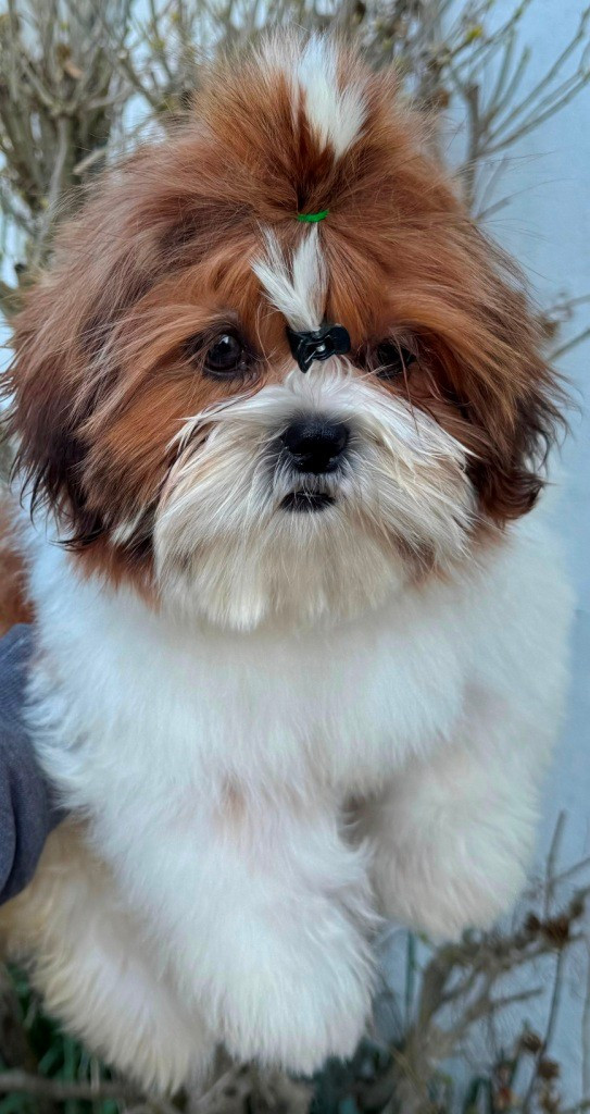 des Merveilles D'Oceane - Chiots disponibles - Shih Tzu