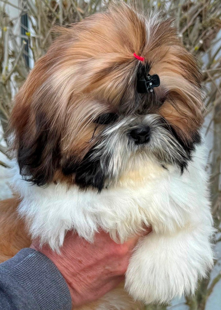 des Merveilles D'Oceane - Chiots disponibles - Shih Tzu