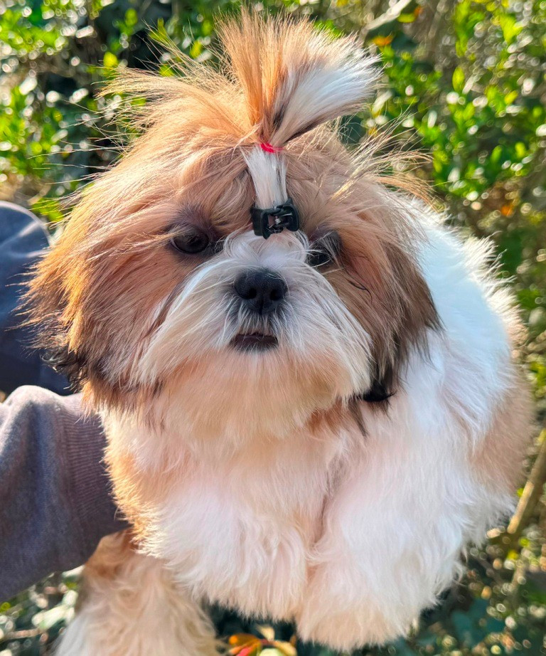 des Merveilles D'Oceane - Chiots disponibles - Shih Tzu