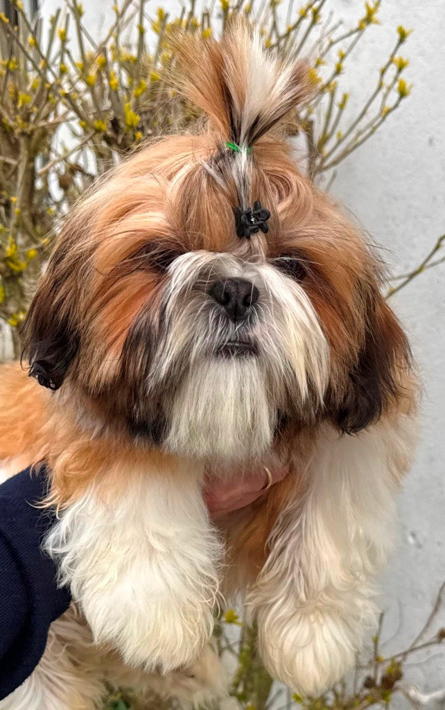 des Merveilles D'Oceane - Chiots disponibles - Shih Tzu