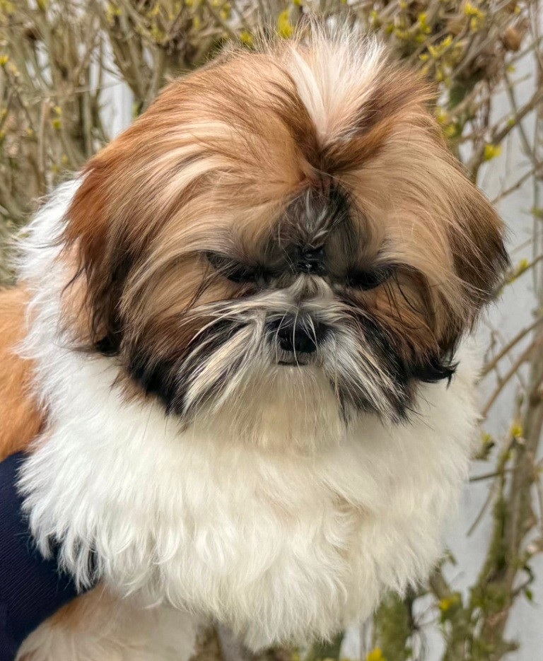 des Merveilles D'Oceane - Chiots disponibles - Shih Tzu