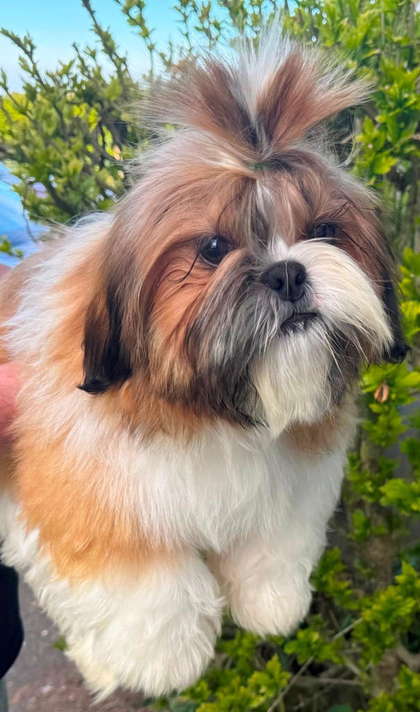 des Merveilles D'Oceane - Chiots disponibles - Shih Tzu